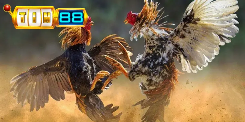 Quan sát chân và đầu gà khi chọn