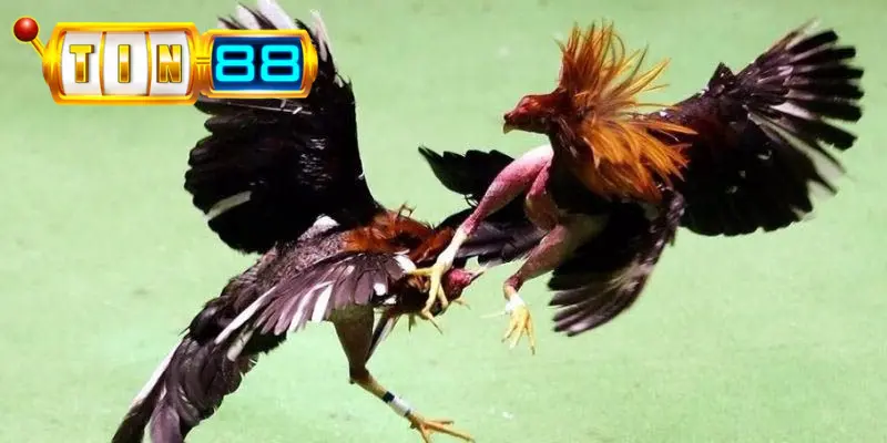 Mẹo chơi đá gà Thomo tại Tin88 thắng lớn