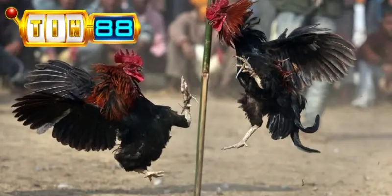 Tìm hiểu hình thức đá gà đòn tại Tin88