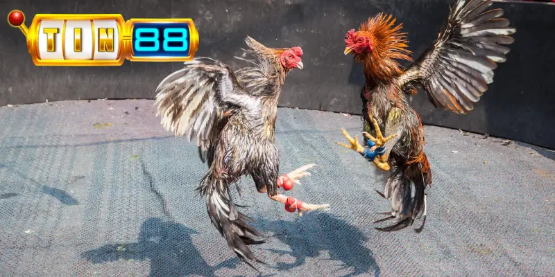 Thế nào là hình thức đá gà mỹ