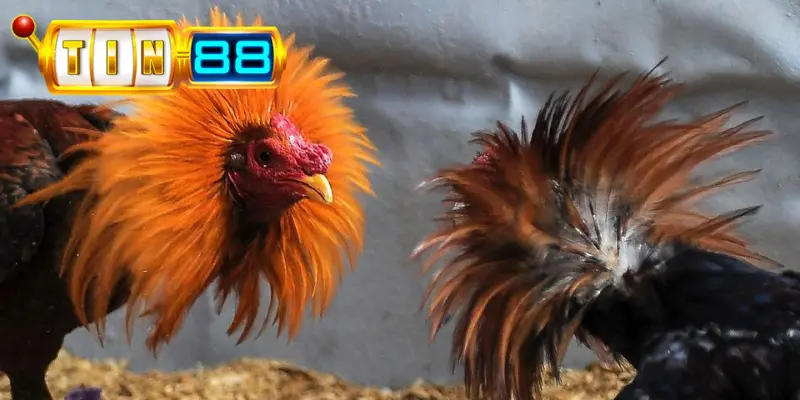 Bình luận viên tại sảnh chuyên nghiệp