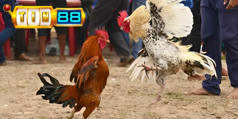 Tham gia kèo thắng theo hiệp tại Tin88