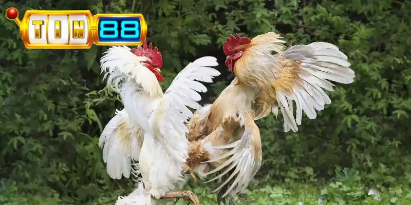 Đá gà cựa dao thường diễn ra cực kỳ nhanh chóng vì mức sát thương lớn