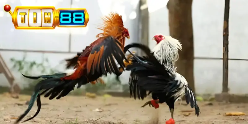 Đá gà Thomo là sới gà nổi tiếng thế giới