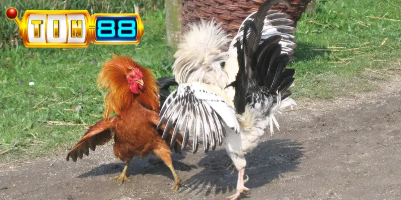 Đá gà Thomo tại Tin88 có tỷ lệ thưởng cao