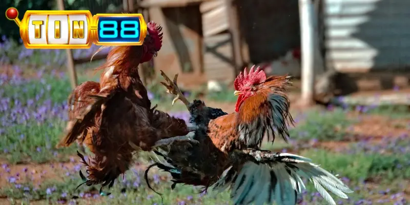 Trải nghiệm tham gia kèo thắng theo đòn