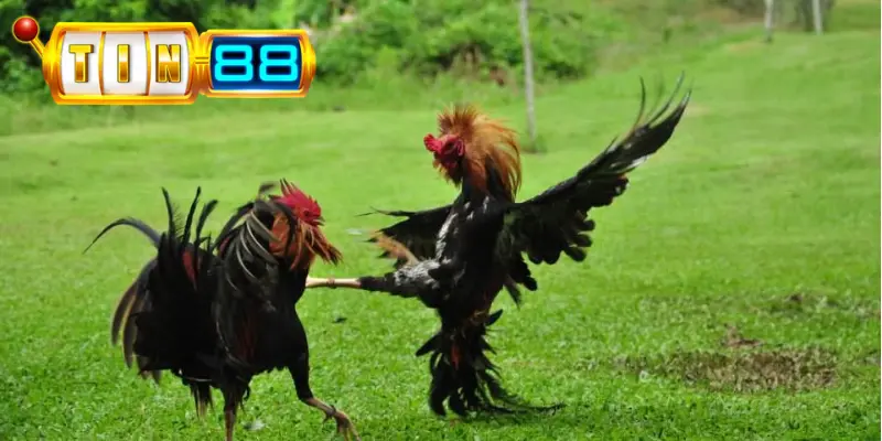 Giới thiệu về sảnh game đá gà Tin88